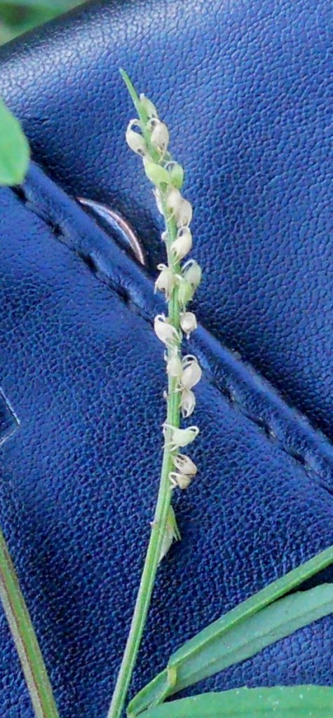Trigonella altissima (=Melilotus altissimus) / Meliloto altissimo